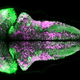 Imagen para el artículo titulado Una nueva proteína hace visible la actividad neuronal en seres vivos